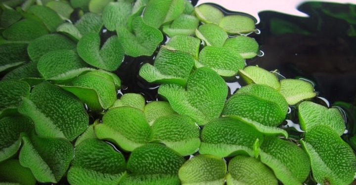 Zestaw roślin łatwych w uprawie 3 plany + GRATIS