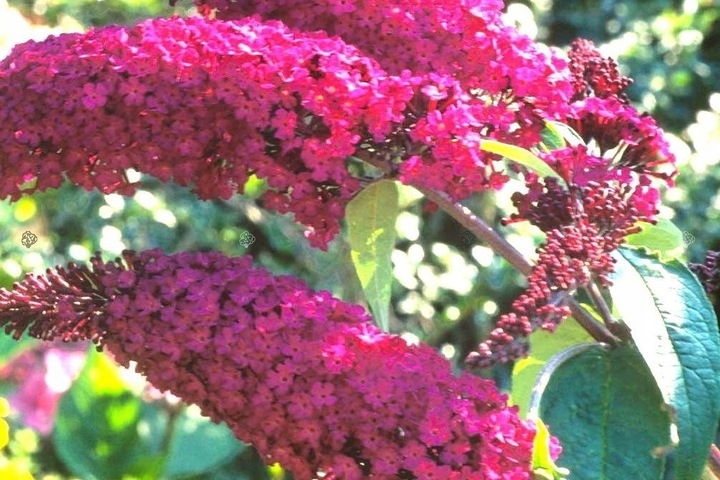BUDLEJA TRÓJKOLOROWA ZESTAW 3 SADZONEK - MIODODAJNY MOTYLI KRZEW