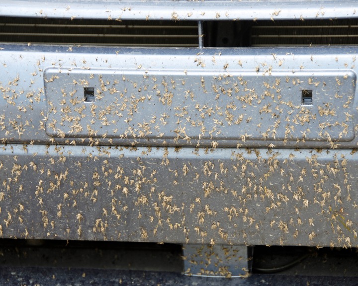 Fresso Bug Remover Płyn Do Usuwania Owadów Z Auta Skuteczny 1000ml 1L