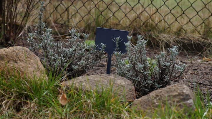 Tabliczki Ciemne Szare 7x10,5do opisu roślin