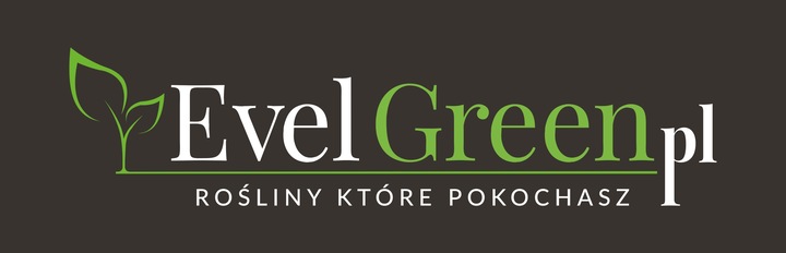 Strelitzia Nicolai Strelicja Biała Rajski Ptak XL