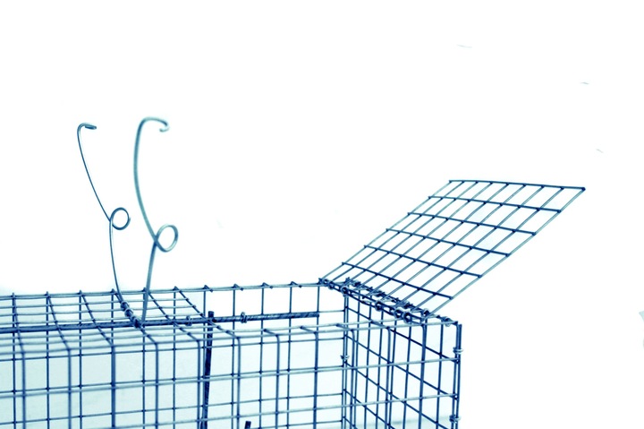 żywołapka pułapka na koty kuny bardzo szybka