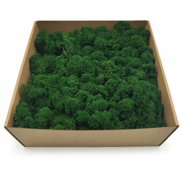 Mech Chrobotek Reniferowy - Fiński - Oczyszczony - Butelkowa zieleń