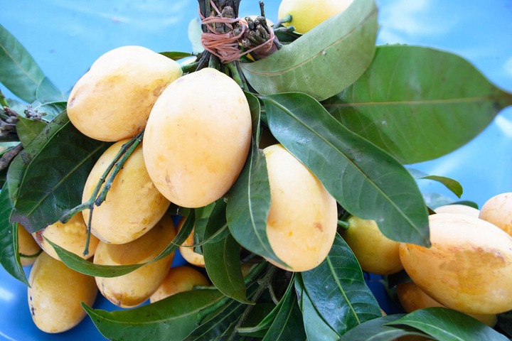 Śliwa Węgierka Biała Drzewko Sadzonka Bardzo Stara I Słodka