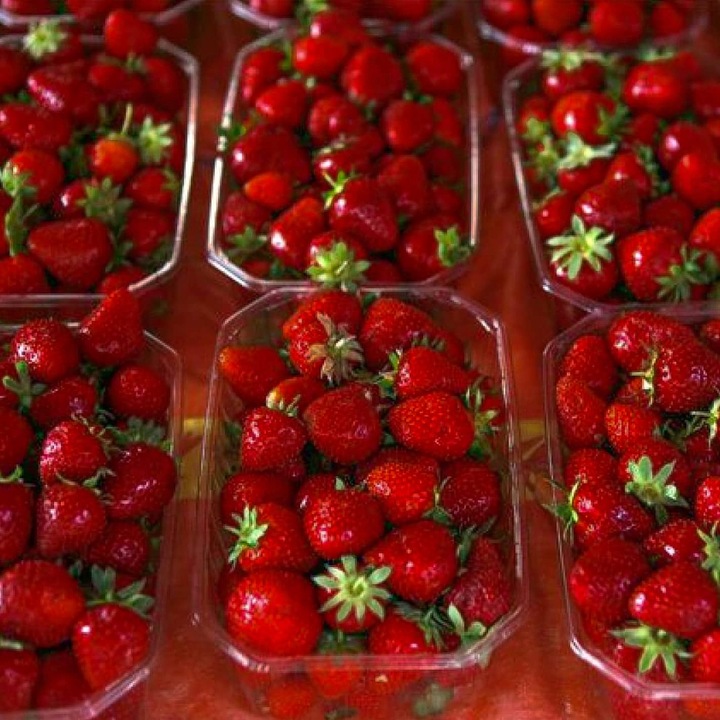 TRUSKAWKA HONEOYE BARDZO WCZESNA DESEROWA 10 SZT. SADZONKI TRUSKAWEK FRIGO