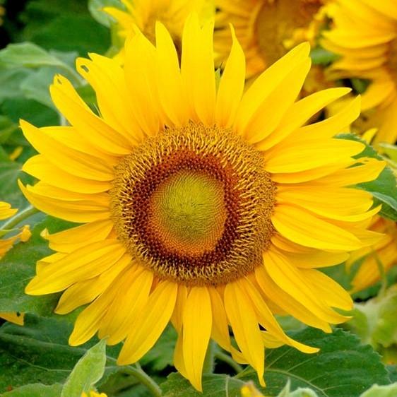 Słonecznik Ozdobny Sunspot - karłowy - DOSKONAŁY DO UPRAWY NA DOPŁATY 1kg