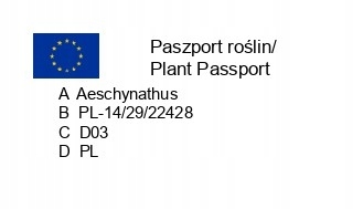 Aeschynanthus Caroline Eszynanthus don.9cm