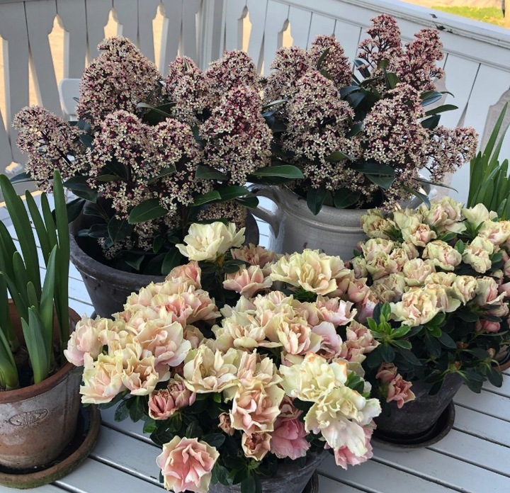 SKIMIA JAPOŃSKA Duże Sadzonki 1L 'Rubella'