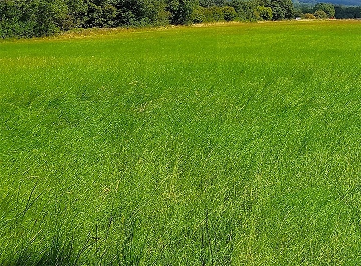 TRAWA ŁĄKOWA PASTWISKOWA ŁĄKA MIESZANKA NA SIANO WYDAJNA I TRWAŁA 5kg
