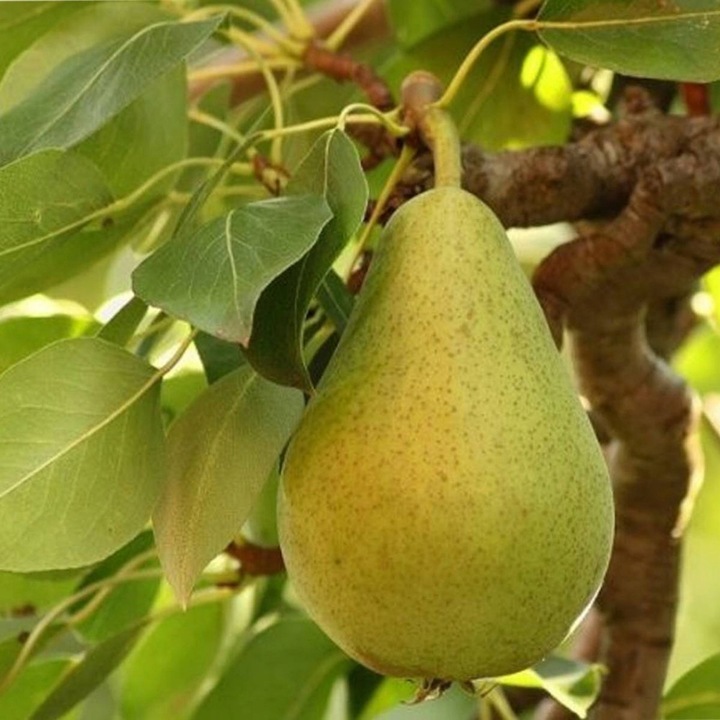 Grusza KOLUMNOWA KLAPSA FAWORYTKA – klasyczny smak w kompaktowej