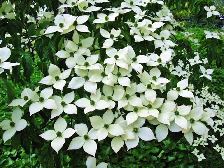 CORNUS KOUSA VAR. CHINENSIS DEREŃ KOUSA ODMIANA CHIŃSKA