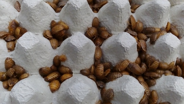 Karaczany argentyńskie Dubia 2-3 cm 100szt