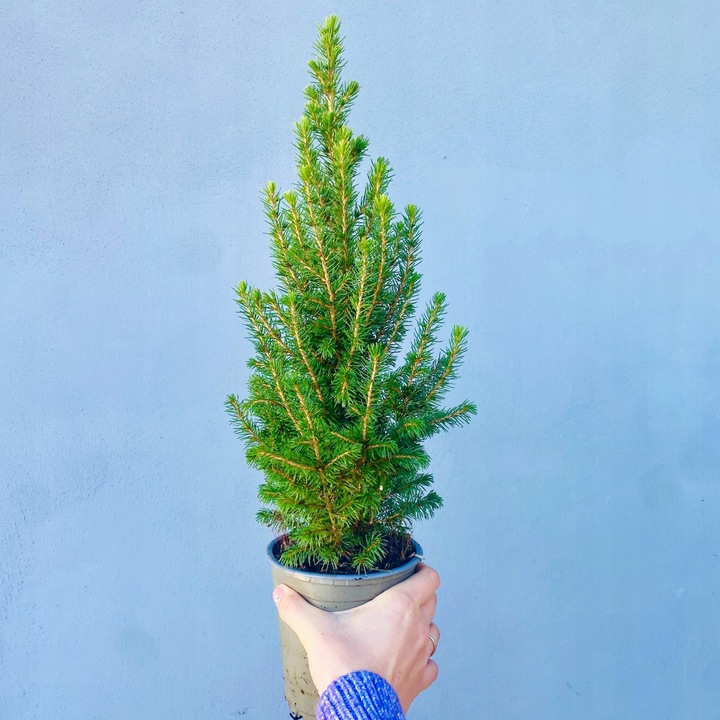 ŚWIERK CONICA ŁADNA CHOINECZKA DO DOMU I OGRODU CAŁOROCZNA SADZONKA W DONIC