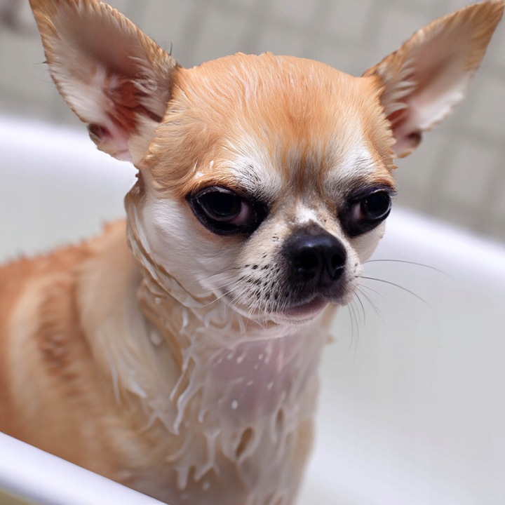 2X SZAMPON DLA PSA PSÓW DŁUGOWŁOSYCH + RĘKAWICA SZCZOTKA DO MYCIA CZESANIA