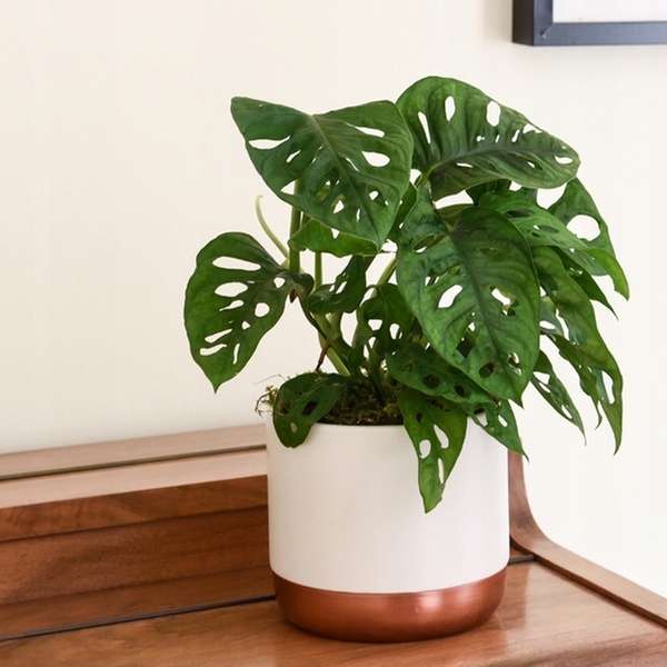 Monstera Monkey Mask Adansonii - Bardzo Ładny Kwiatek Szwajcarski Ser