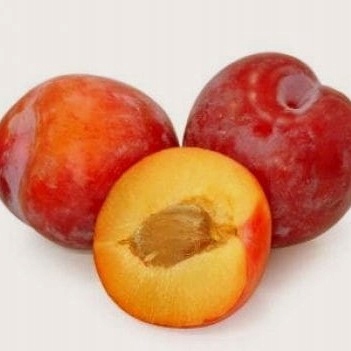 Śliwa RENKLODA ALTHANA /znana i niezwykle UWIELBIANA śliwka, dorodne