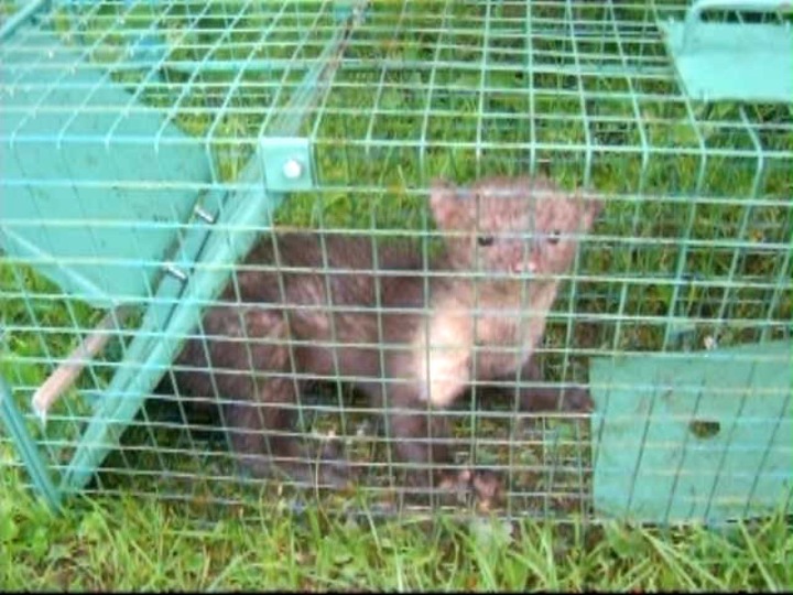 żywołapka pułapka na koty kuny bardzo szybka