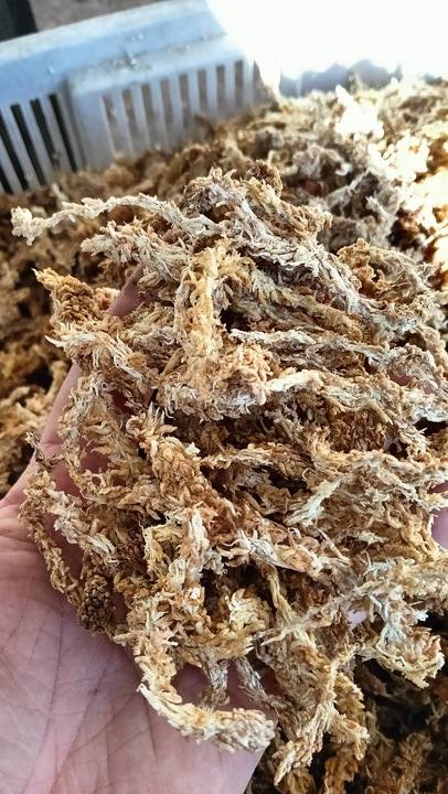 Mech Sphagnum Mech Torfowiec 3l