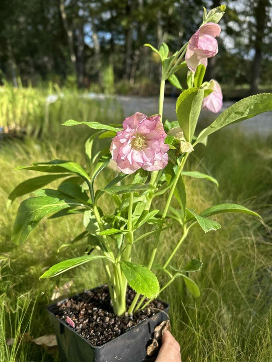 CIEMIERNIK HELLEBORUS DOUBLE ELLEN PICOTEE sadzonka 2 letnia doniczka