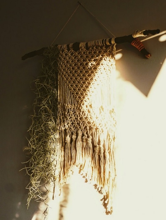 TILLANDSIA, OPLĄTWA X 6 SZT, NA START ! airplant