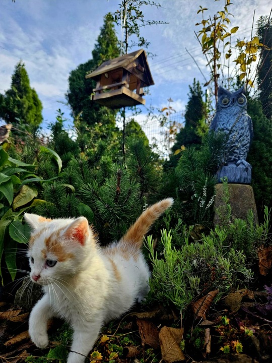 Solidny Drewniany KARMNIK XXL DLA PTAKÓW karmik opalane drewno