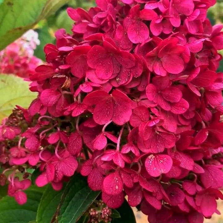 HORTENSJA bukietowa FRAISE MELBA, NEONOWA CZERWIEŃ DUŻA, 3 LETNIA