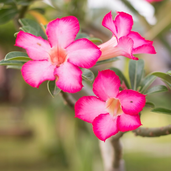 Róża pustyni ADENIUM OBESUM uroczy baobab Adenium opasłe MALUCH
