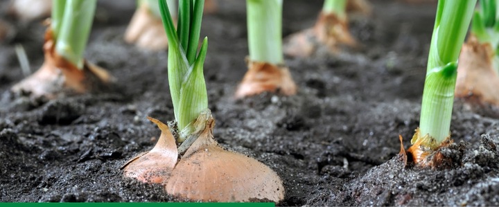 AMISTAR 250 SC 200ml 0,2L grzybobójczy