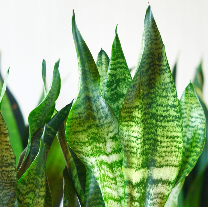 SANSEVIERIA 'ROBUST' pięknie ubarwione liście Sansewieria rozmiar S