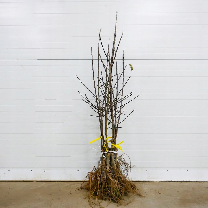 SADZONKI DRZEWKA OWOCOWE JABŁOŃ PIROS SOCZYSTA Z NUTĄ TRUSKAWEK