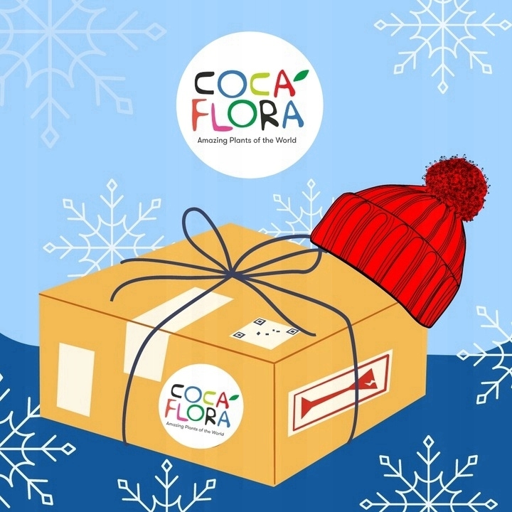 Musa Dwarf 'Cavendish' Bananowiec - EGZOTYCZNY BANAN W DOMU - Duże Liście