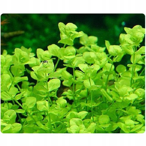 ZESTAW ROŚLIN ŁATWYCH W UPRAWIE NA TRZY PLANY DO AKWARIUM + GRATIS PĘSETA