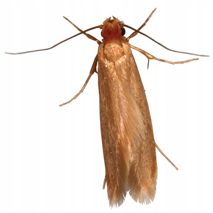 BROS Zielona Moc Pułapka na mole spożywcze i odzieżowe 2w1 10 SZTUK