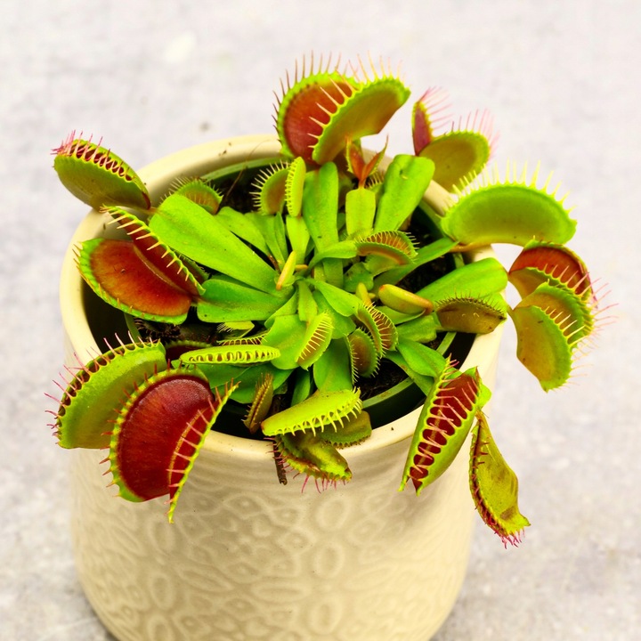 Muchołówka Dionaea Muscipula RED DRAGON OWADOŻERNA Zimoodporne