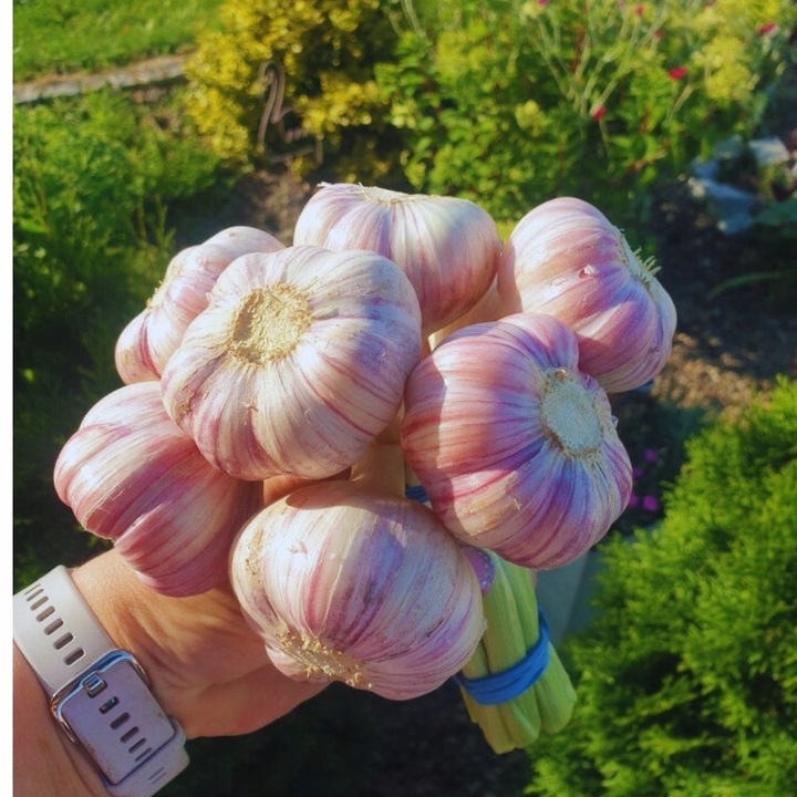 Czosnek Harnaś Polski 10 szt. Pęczek Mega duże główki 6cm