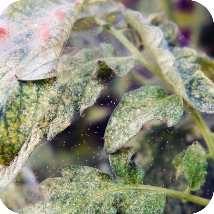 MAGUS 200SC 100ML ŚRODEK NA PRZĘDZIORKI OPRYSK NA PRZĘDZIORKA