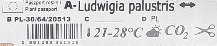 Ludwigia palustris Rośliny do akwarium łatwa