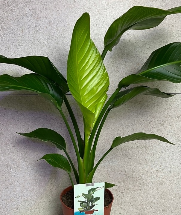 Strelitzia Nicolai Strelicja Biała Rajski Ptak XL