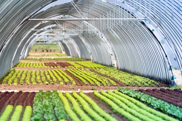 Bio ActiW AGRO ECA 5L dezynfekcja szklarni, wody, owoców, gleby,