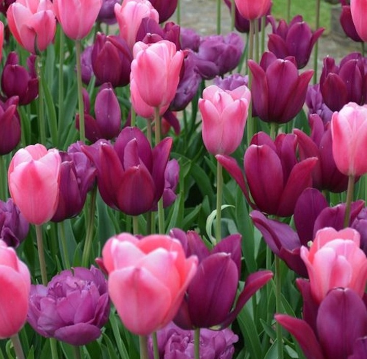 TULIPAN cebulki KOLORY FIOLETU RÓŻ MIX 50 szt. + GRATIS