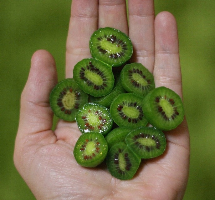 MINI KIWI Aktinidia ISSAI SAMOPYLNE obupłciowa sadzonka SMACZNE owoce