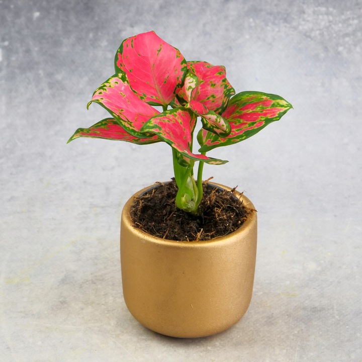 AGLAONEMA Pinky Promise DØ6cm Łatwa w uprawie. Idealna na prezent