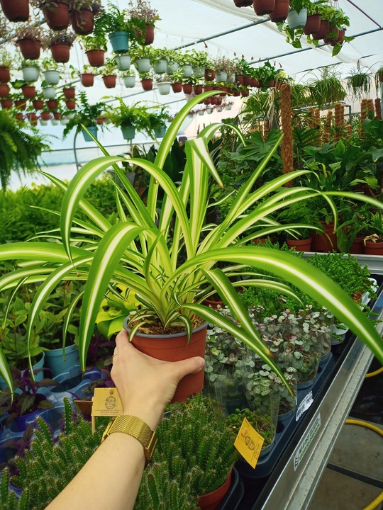 Zielistek Chlorophytum comosum Variegatum Zielistka