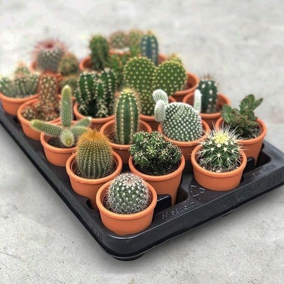 Kaktusy Zestaw Mix 6 Różnych Kaktusów Opuncja Kaktus Prezent Sukulent
