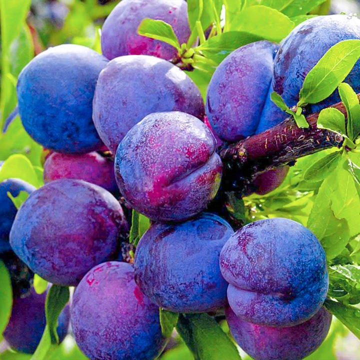 SADZONKI DRZEWKA OWOCOWE ŚLIWA WĘGIERKA DĄBROWICKA STARA POLSKA