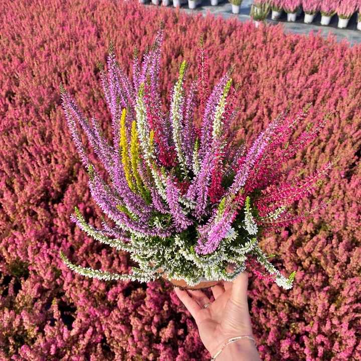 Wrzos Misa Jesienna Kompozycja Czterokolorowa Ładne Kolorowe Donice