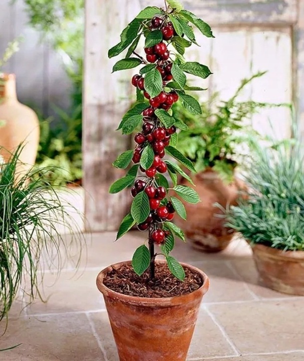 JABŁOŃ GRUSZA CZEREŚNIA WIŚNIA BRZOSKWINIA MORELA KOLUMNOWE PAKIET 6