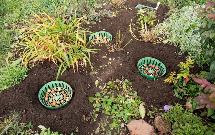 Koszyk 20x Osłonka do Sadzenia Cebulek Cebul Kwiatowych Bulw 22cm