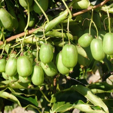 MINI KIWI Aktinidia ISSAI SAMOPYLNE obupłciowa sadzonka SMACZNE owoce