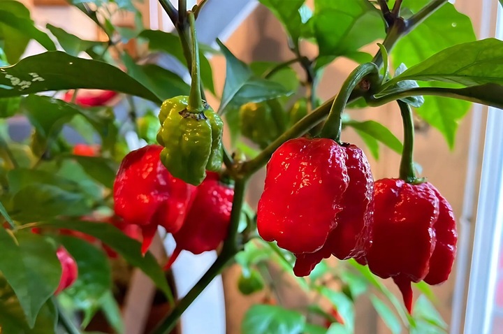 ZESTAW DO UPRAWY PAPRYKA CAROLINA REAPER HP22B RED NASIONA NAJOSTRZEJSZA